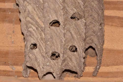Mud Daubers Mud Daubers